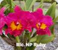 Rlc. NP Ruby